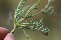 Gilia ochroleuca ssp. minima