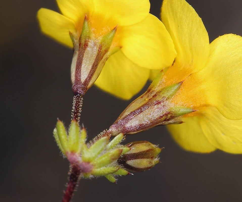 Leptosiphon aureus ssp. aureus