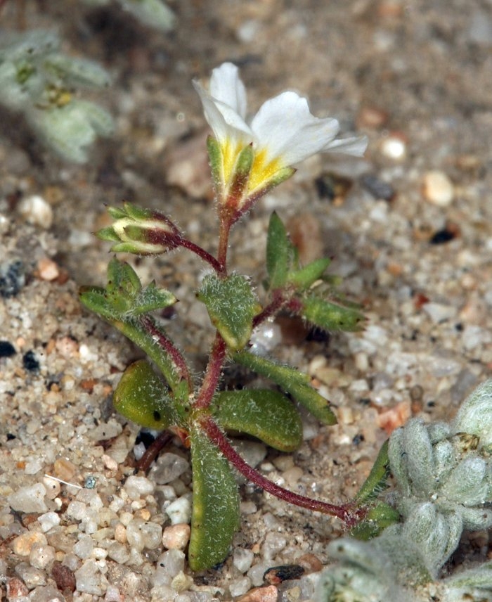 Linanthus inyoensis