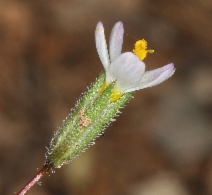 Linanthus pygmaeus ssp. continentalis