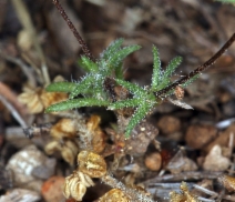 Linanthus pygmaeus ssp. continentalis