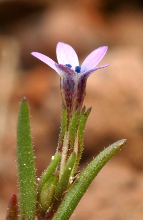 Navarretia capillaris