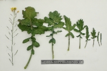 Brassica fruticulosa