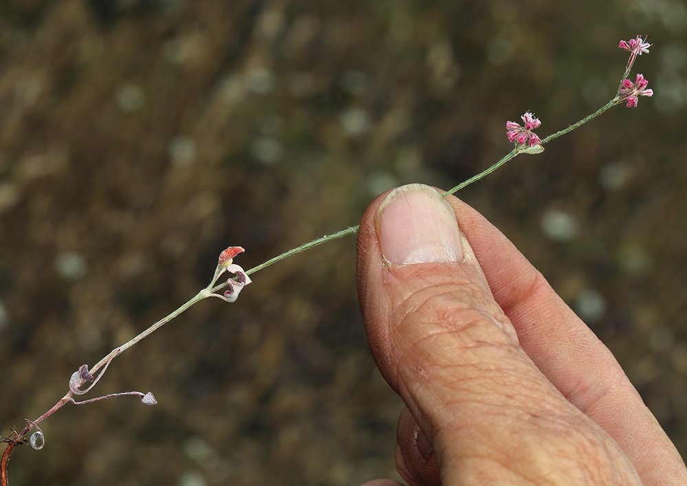 Eriogonum dasyanthemum