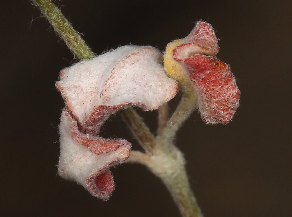 Eriogonum dasyanthemum