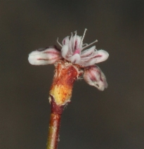 Eriogonum davidsonii