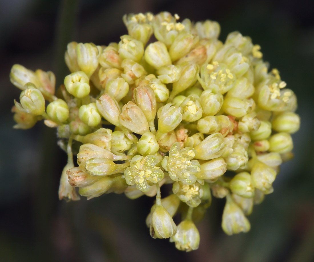 Eriogonum marifolium var. marifolium