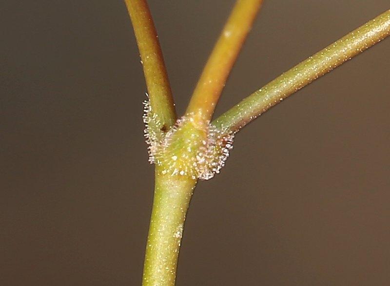 Eriogonum pusillum