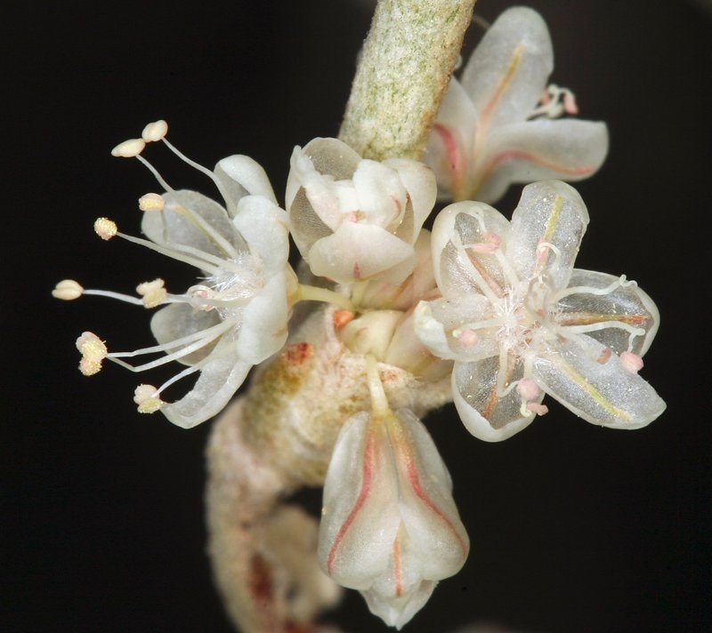Eriogonum rupinum
