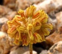 Eriogonum beatleyae