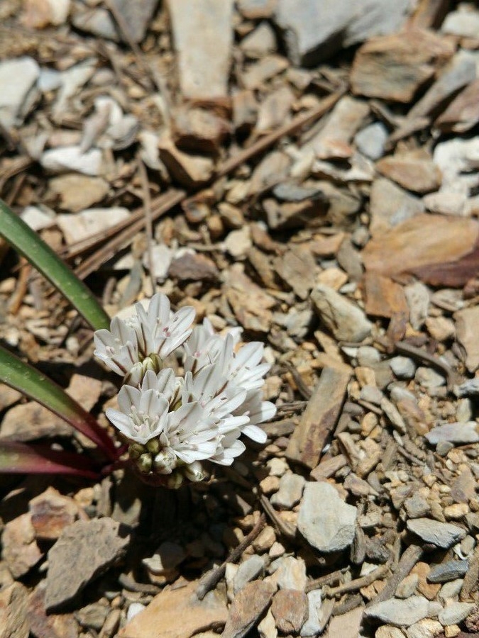 Allium parvum