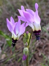 Dodecatheon clevelandii ssp. patulum
