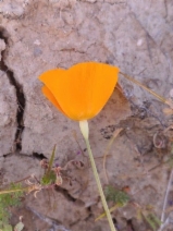 Eschscholzia lemmonii ssp. lemmonii