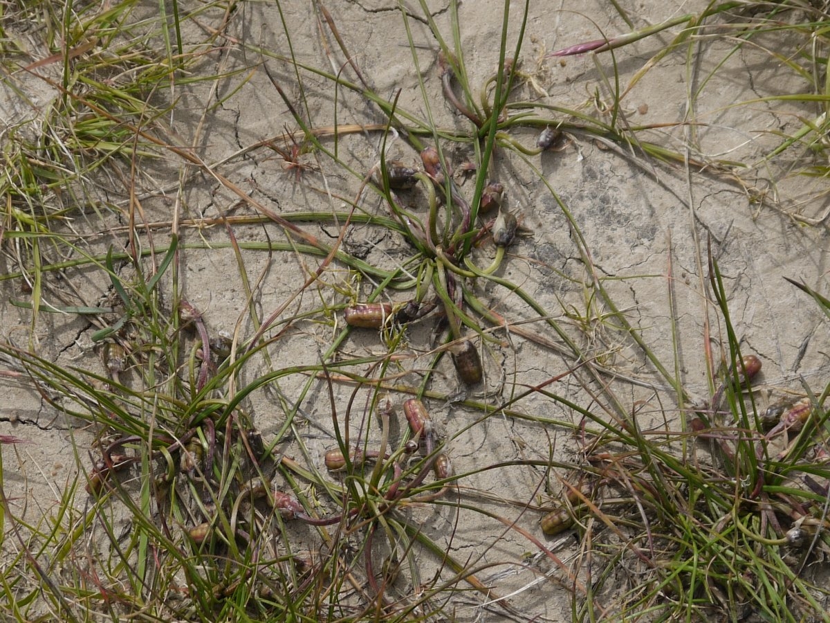 Romulea rosea var. australis