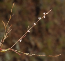 Polygonum douglasii ssp. spergulariiforme