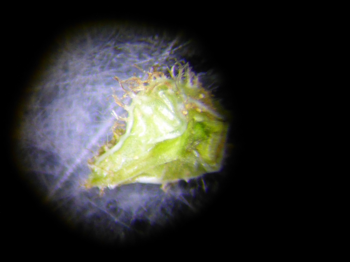 Plagiobothrys scriptus