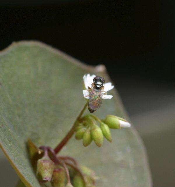 Claytonia perfoliata ssp. perfoliata