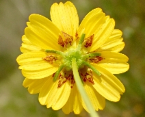 Coreopsis californica var. californica