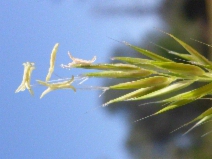 Anthoxanthum aristatum ssp. aristatum