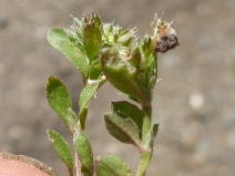 Polycarpon tetraphyllum var. tetraphyllum