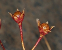 Androsace septentrionalis