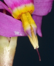 Dodecatheon pulchellum