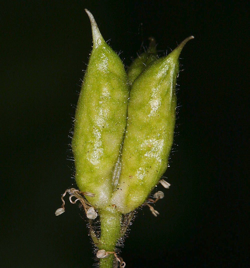 Aconitum columbianum ssp. columbianum