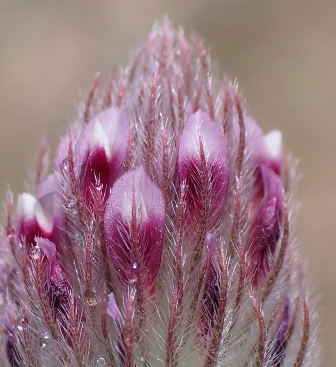 Trifolium albopurpureum