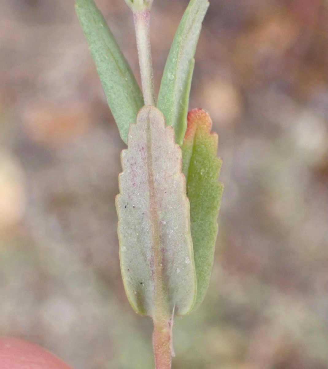Collinsia bartsiifolia var. bartsiifolia