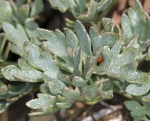 Ranunculus andersonii