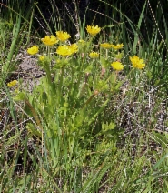 Ranunculus californicus var. ludovicianus