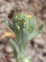 Layia glandulosa ssp. glandulosa