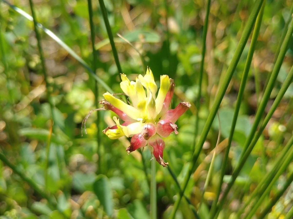 Trifolium fucatum