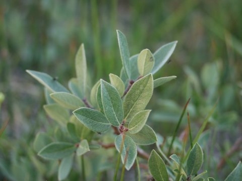 Salix brachycarpa var. brachycarpa