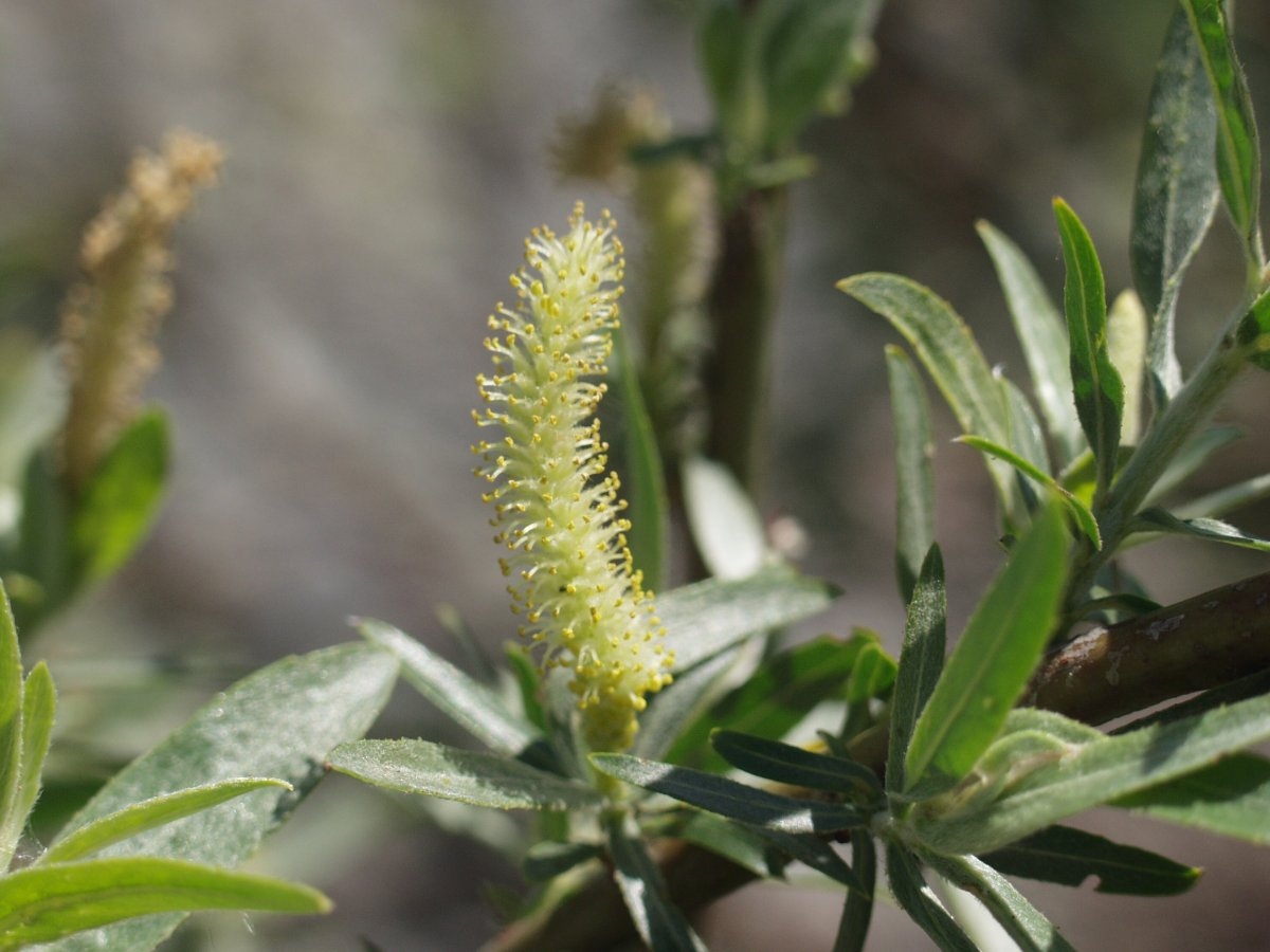 Salix sessilifolia