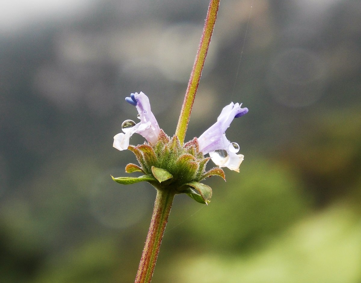 Salvia mellifera