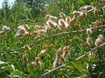 Salix boothii