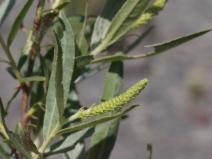Salix sessilifolia
