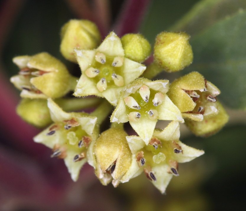 Frangula californica ssp. cuspidata