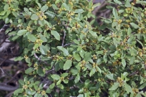 Rhamnus tomentella ssp. cuspidata