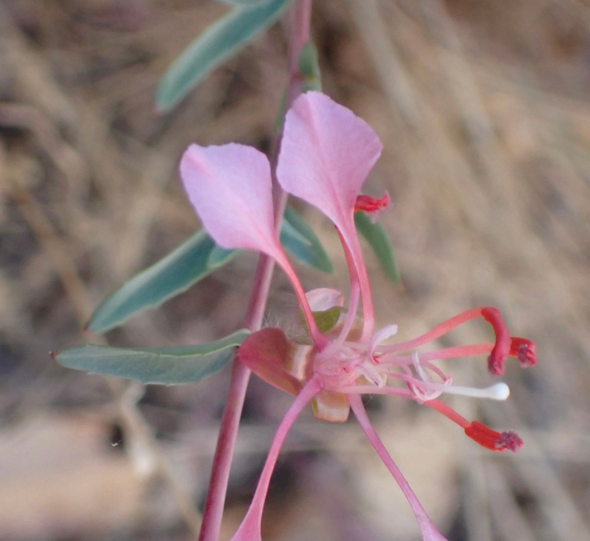 Clarkia unguiculata