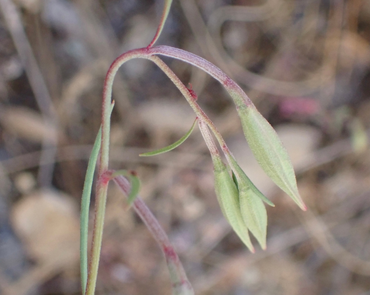Clarkia biloba ssp. brandegeeae