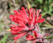 Castilleja subinclusa ssp. subinclusa