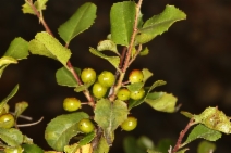 Rhamnus crocea ssp. ilicifolia
