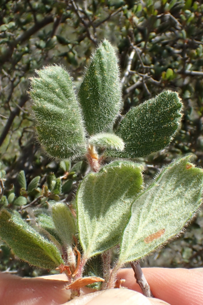 Cercocarpus betuloides var. betuloides
