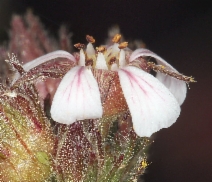 Horkelia tridentata ssp. tridentata