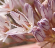 Allium diabolense