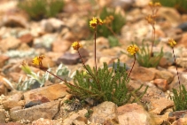 Ivesia lycopodioides var. lycopodioides