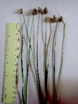 Carex subbracteata