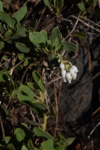 Arctostaphylos nevadensis ssp. nevadensis